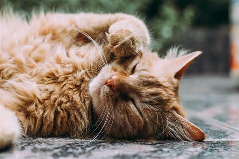 Gato atigrado naranja tumbado con la pata sobre la cara